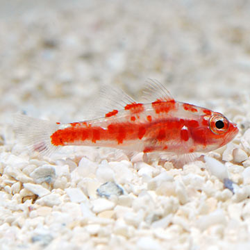 Trimma Rubromaculata 1-2 cm